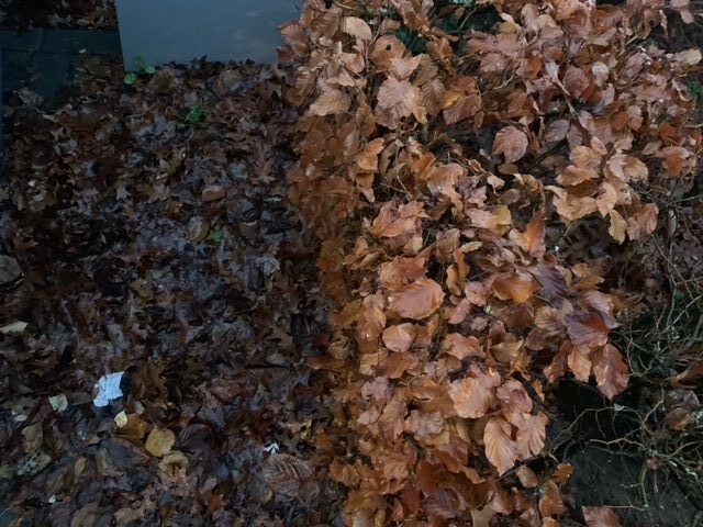 Dit zijn de voor en nadelen van gevallen bladeren in je tuin