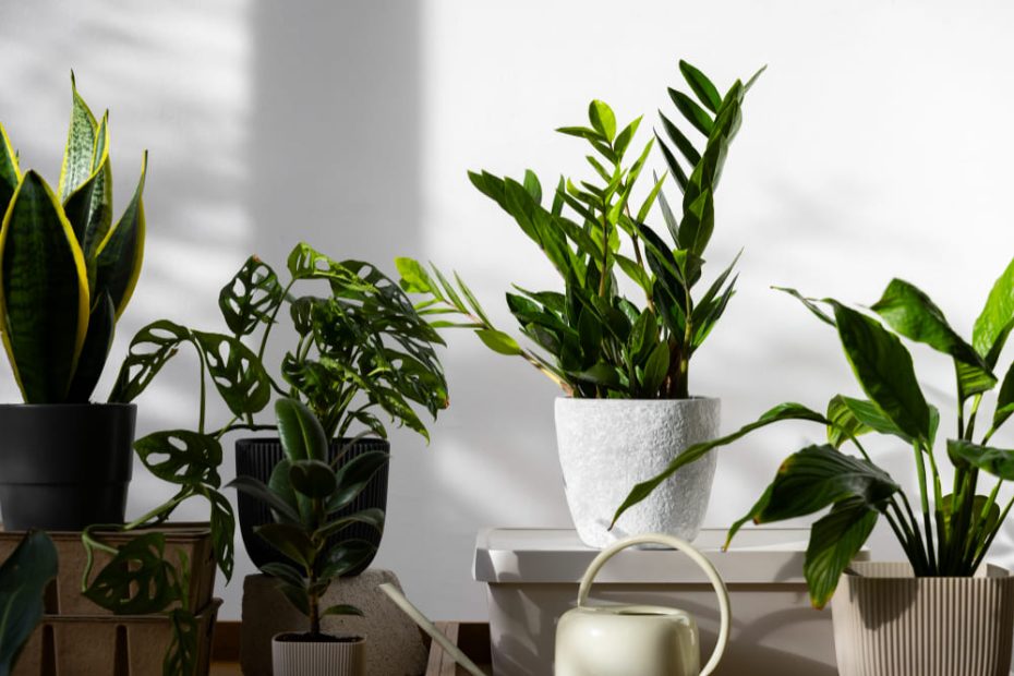 Nearly Indestructible Indoor Plants