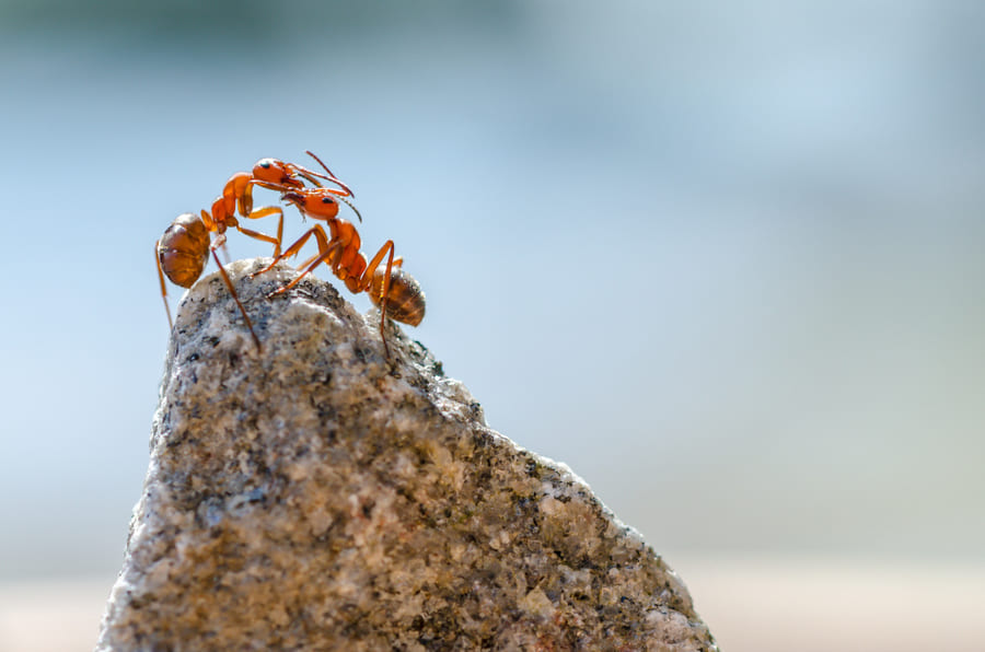ant