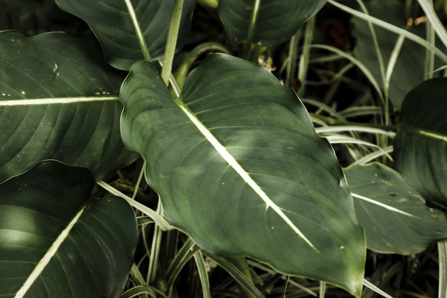 Philodendron