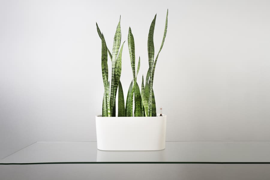Snake Plant