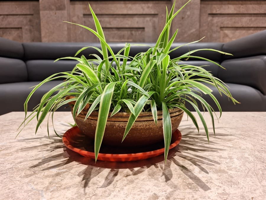 Spider Plant
