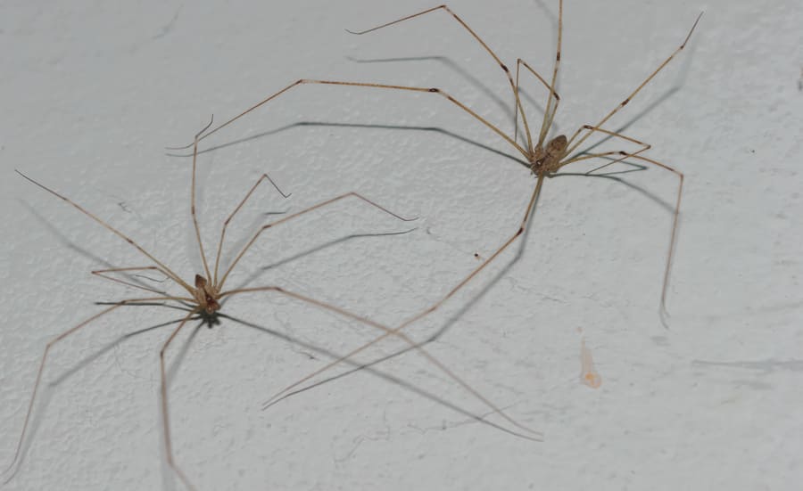 Spider Spray
