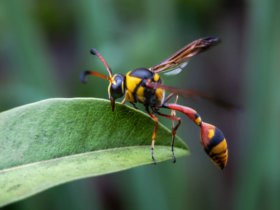 Wasp