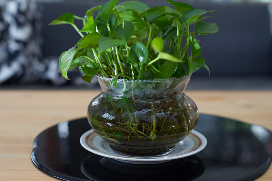 Amazing Plants