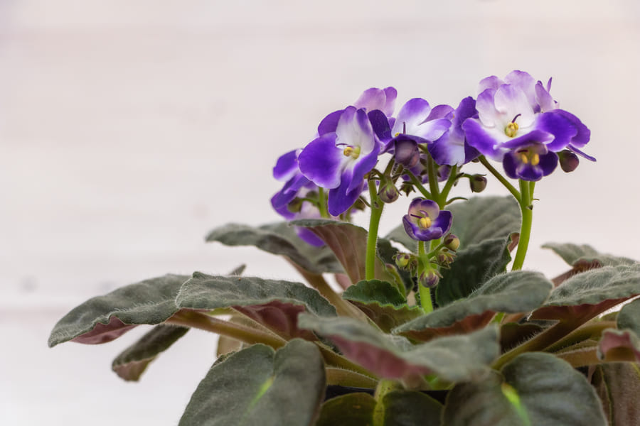 African Violets