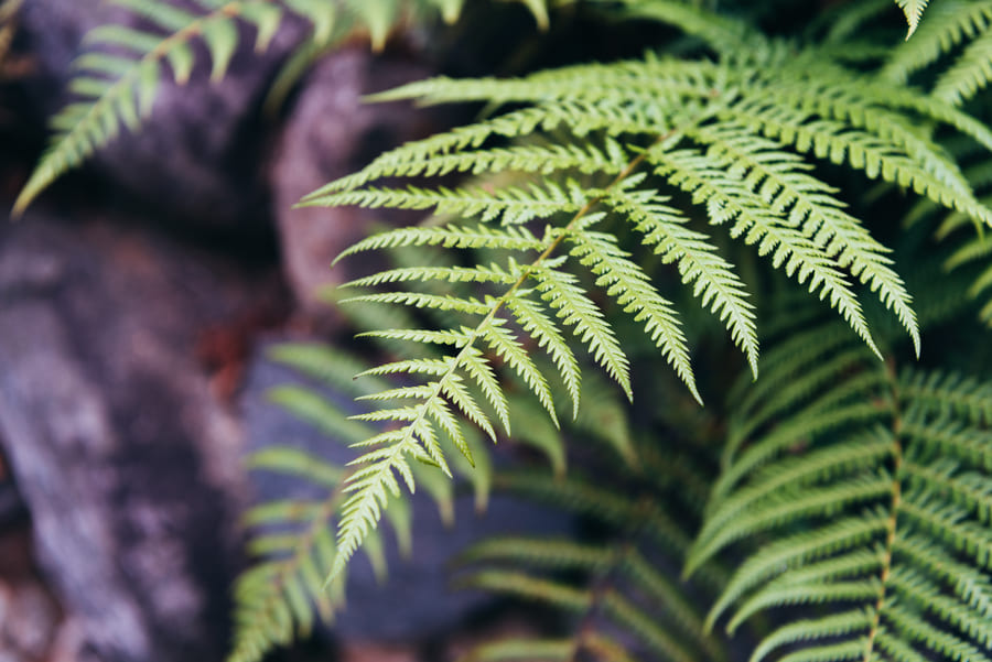 Boston Fern