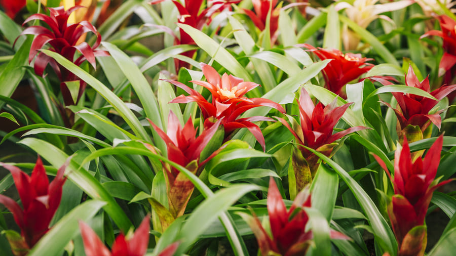 Bromeliad