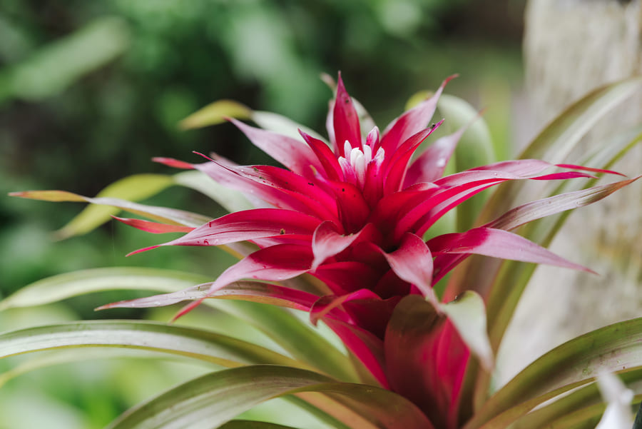 Bromeliads