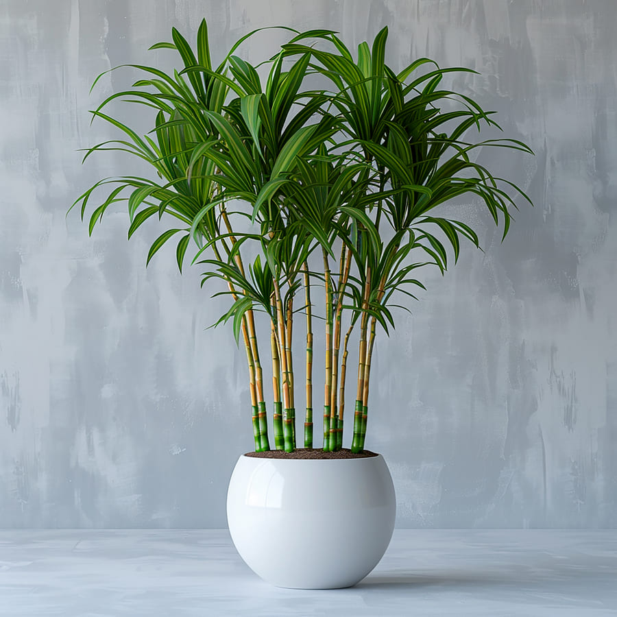 Dracaena Cintho