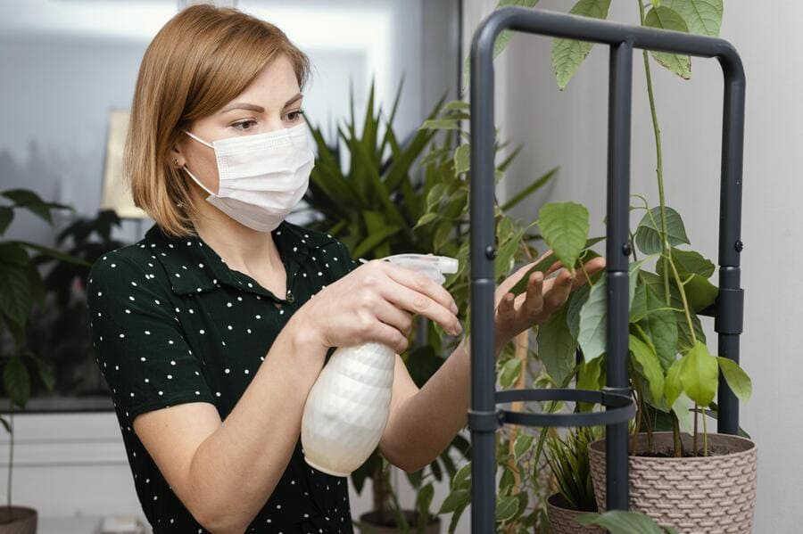 How to Naturally and Safely Protect Your Home from Pests