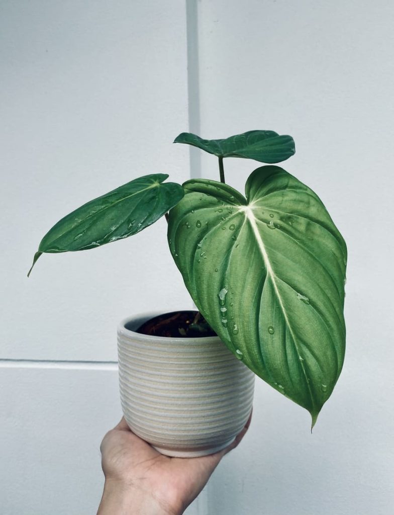 Philodendron