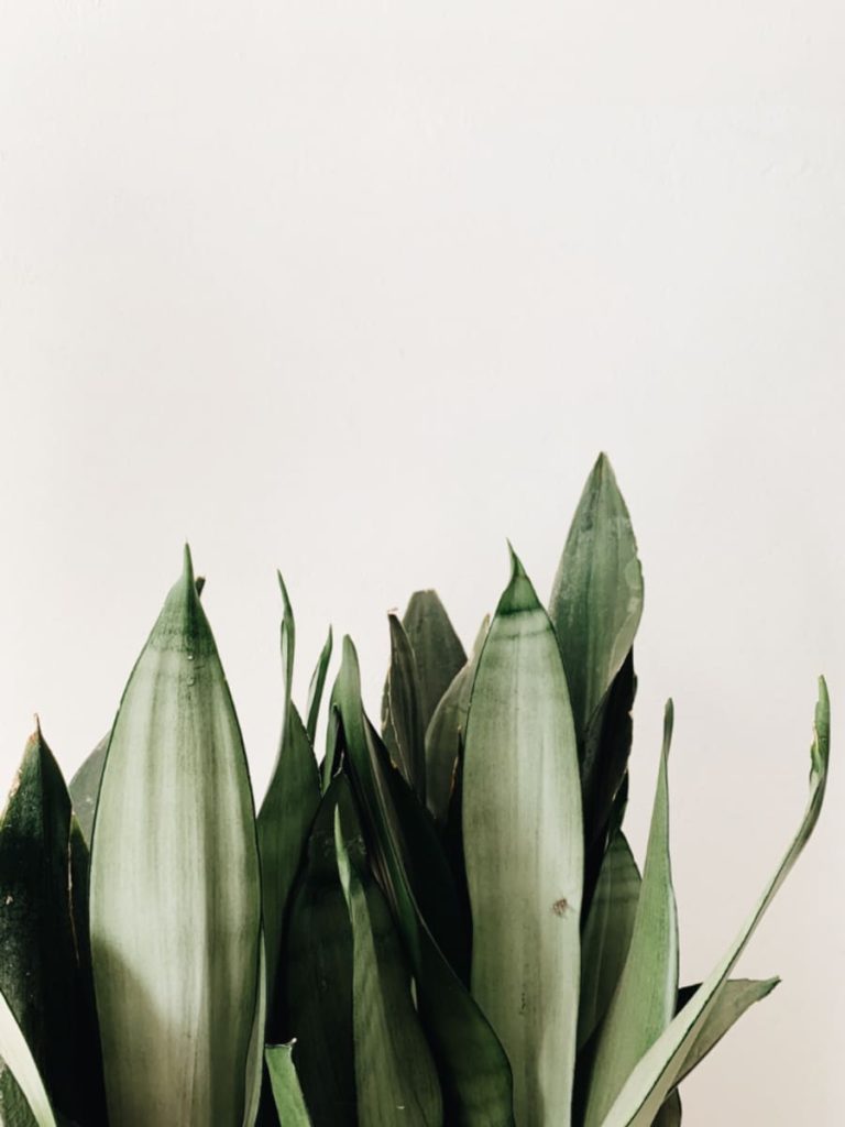Sansevieria Moonshine