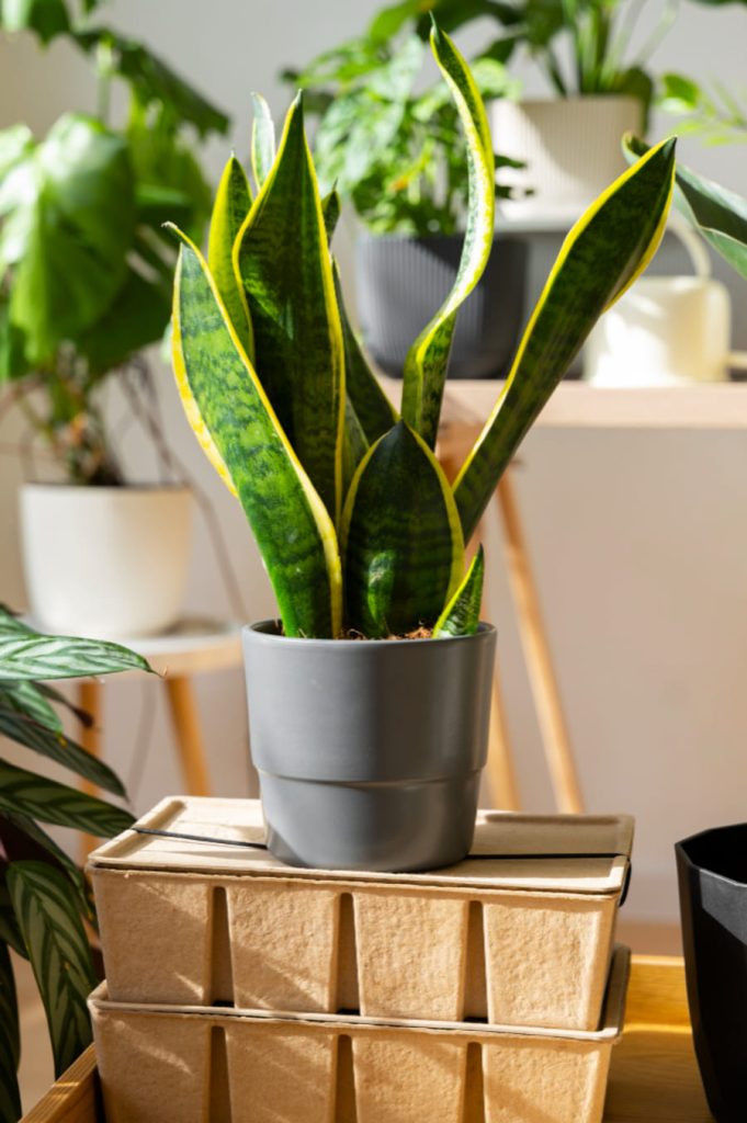 Sansevieria Superba