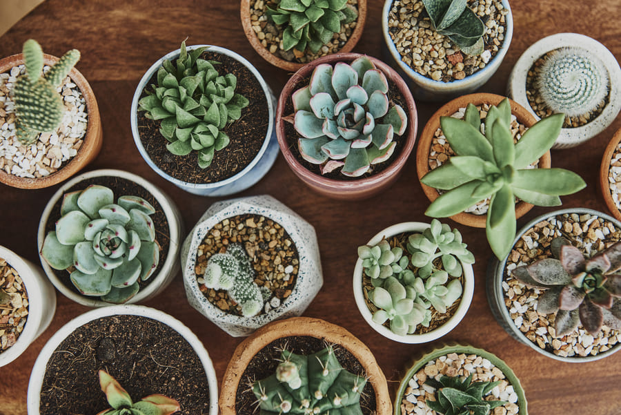 Succulents & Cacti