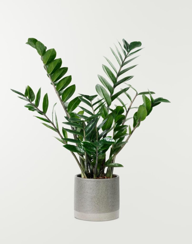 Zamioculcas zamiifolia