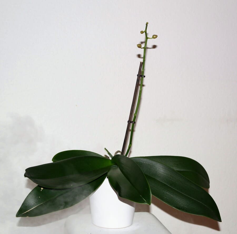Orchids